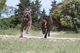 CANE CORSO 037